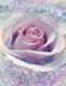 Фото шпалери Панно KOMAR Delicate Rose флізелінові миючі XXL2-020 (184х254 см) XXL2-020 фото 1