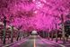 Фотообои флизелиновые Print-walls розовые деревья 0246 100&times;100 см (Ш&times;В) 0246 фото 2