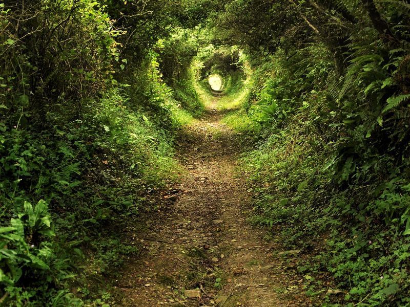 Фотообои флизелиновые Print-walls лесной туннель 0229 100&times;100 см (Ш&times;В) 0229 фото