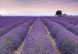 Фото шпалери Панно KOMAR Provence флізелінові миючі XXL4-036 (368х248 см) XXL4-036 фото 1