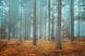 Фотообои флизелиновые Print-walls осенний лес 0289 100&times;100 см (Ш&times;В) 0289 фото 2