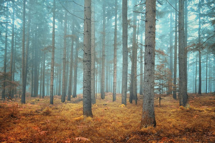 Фотообои флизелиновые Print-walls осенний лес 0289 100&times;100 см (Ш&times;В) 0289 фото